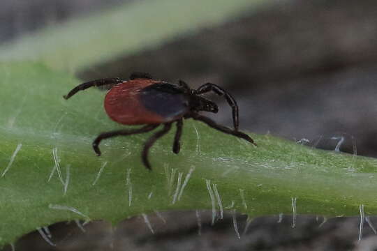 Image of Ixodes ricinus (Linnaeus 1758)