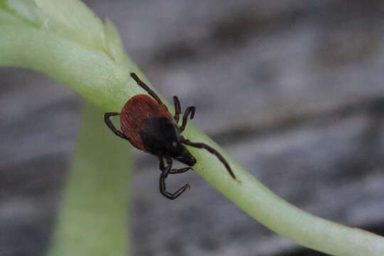 Image of Ixodes ricinus (Linnaeus 1758)