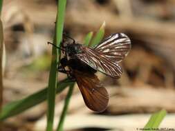 Imagem de Empis borealis Linnaeus 1758