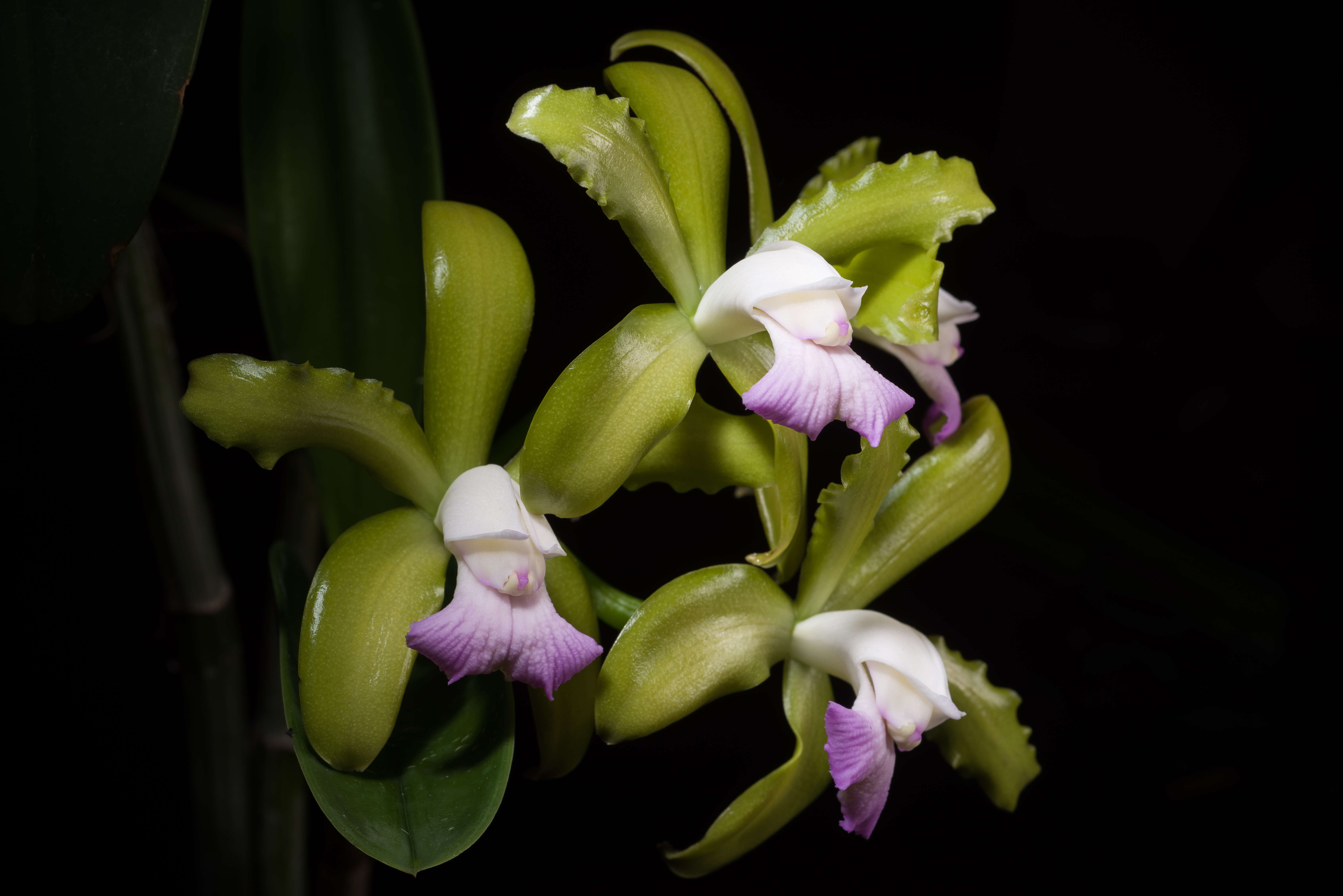 Image of Cattleya tigrina A. Rich.