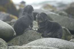 Image of fur seal