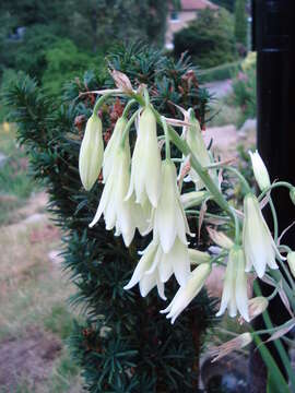 Image of Ornithogalum candicans (Baker) J. C. Manning & Goldblatt