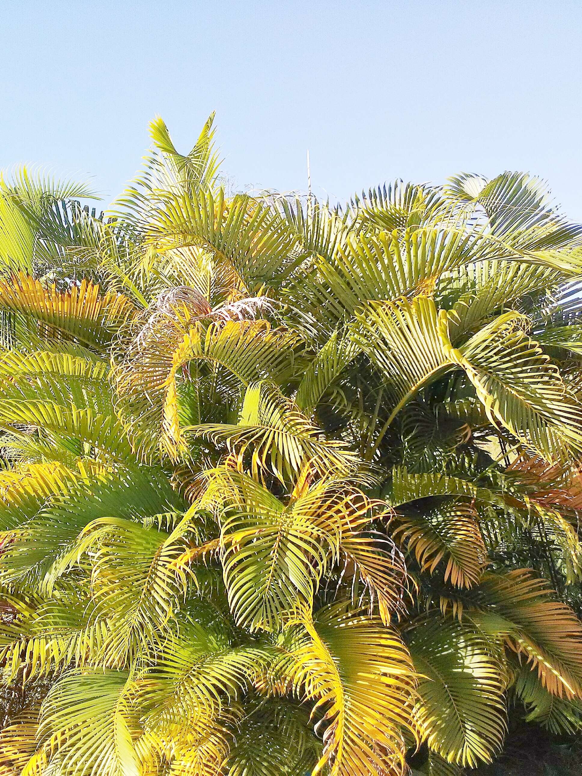 Image of Areca Palm