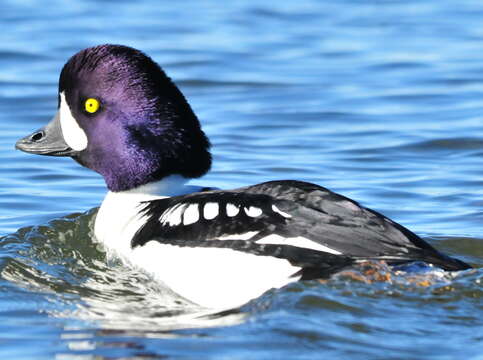 Image of Barrow's Goldeneye