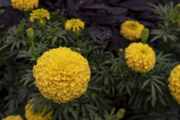 Tagetes erecta L. resmi