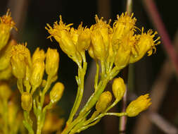 Image of Ohio Goldenrod