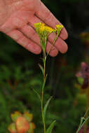 Image of Ohio Goldenrod