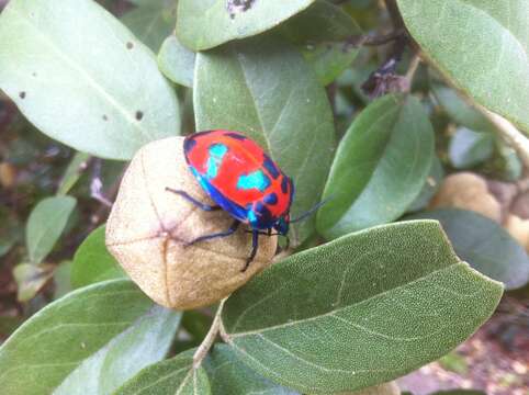 Image of cotton harlequin bug