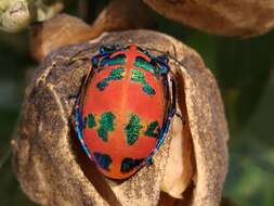 Image of cotton harlequin bug