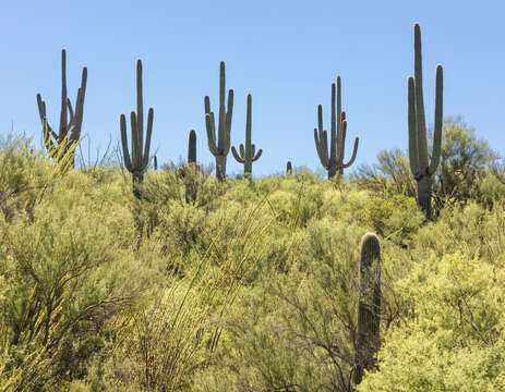 Image of saguaro