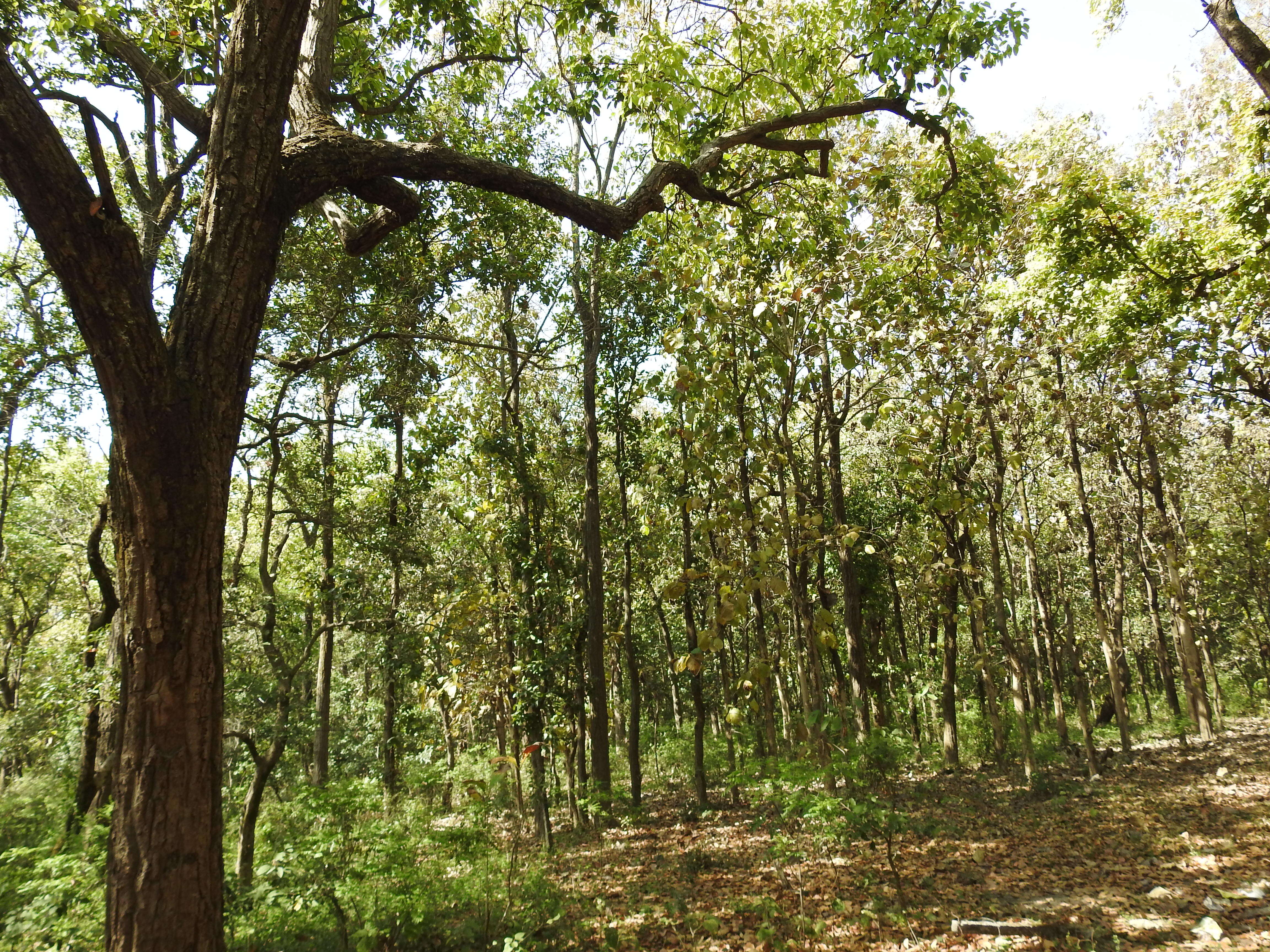 Imagem de Shorea robusta Gaertn.