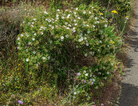 Image of Montpelier cistus