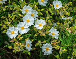 Imagem de Cistus monspeliensis L.