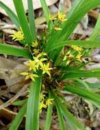 Image of Yellow grass orchid