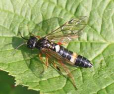 Image of Curled rose sawfly