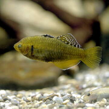 Image of Golden Carp-gudgeon