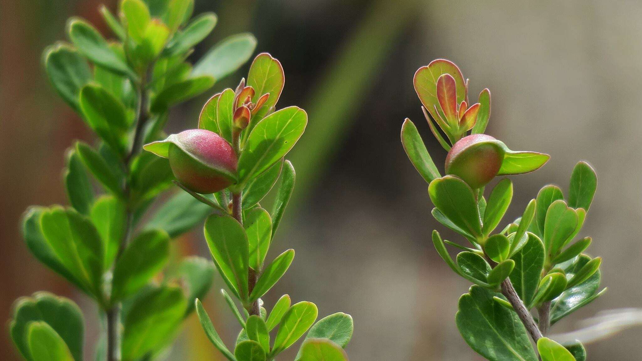 Image of Searsia crenata (Thunb.) Moffett