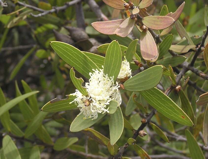 Image of Hakea ambigua Meissn.