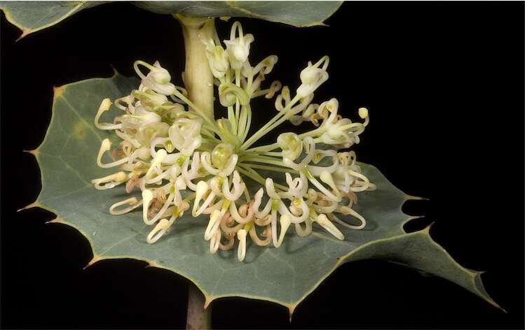 Image de Hakea amplexicaulis R. Br.