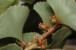 Image of Hakea brownii Meissn.