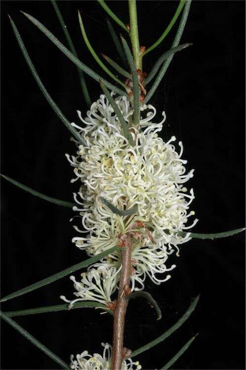 Image of Hakea candolleana Meissn.