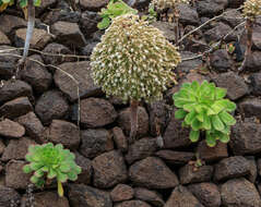 Image of Aeonium urbicum (Chr. Sm. ex Hornem.) Webb & Berth.