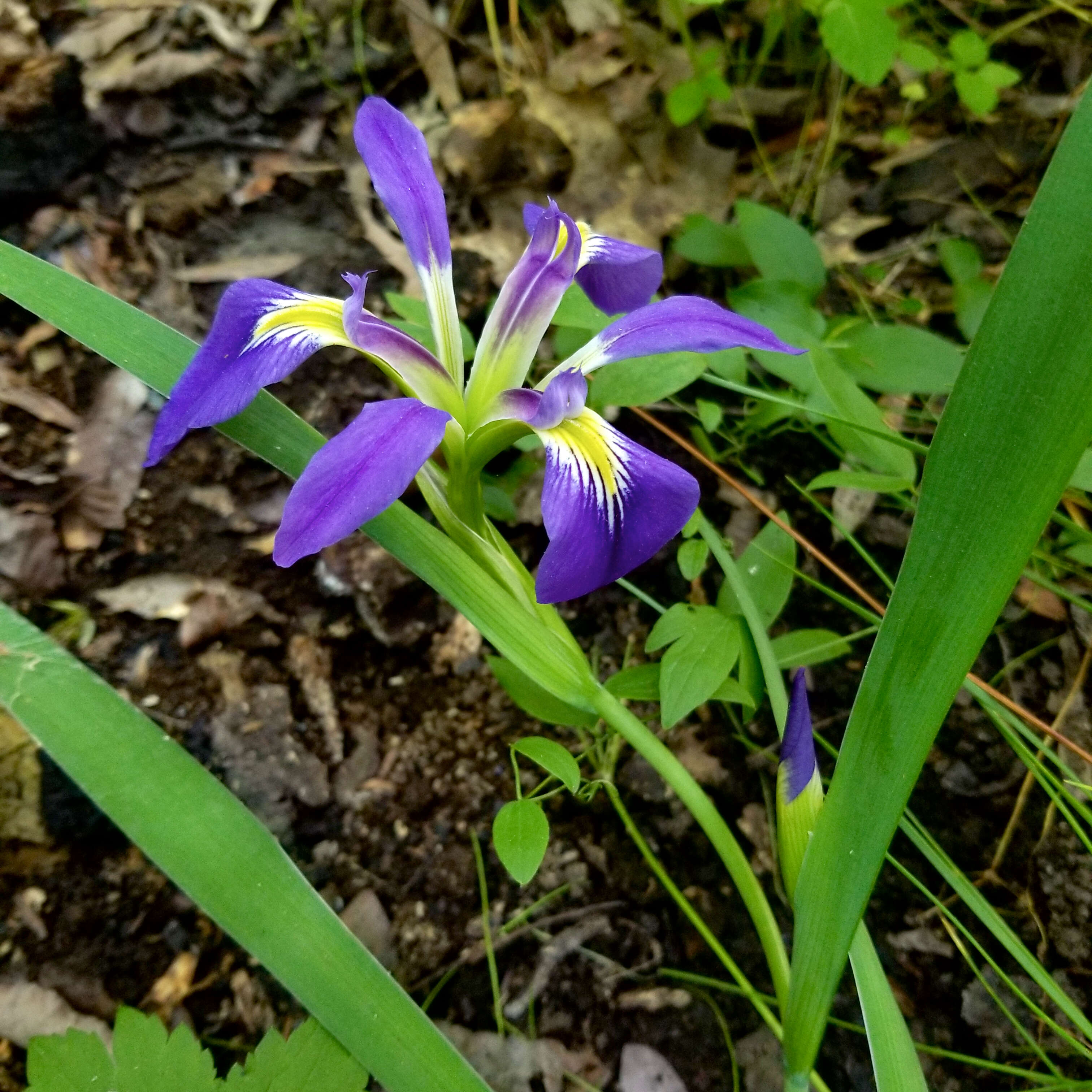 Image of zigzag iris