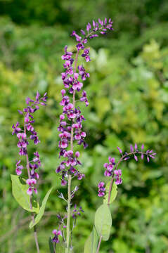 Image of clasping jewelflower