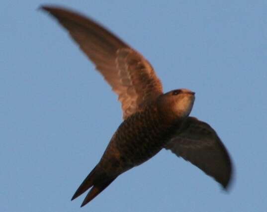 Image of Pallid Swift