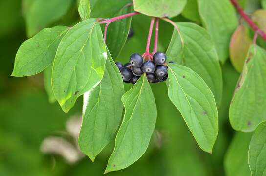 Imagem de Cornus sanguinea L.