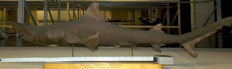 Image of daggernose shark