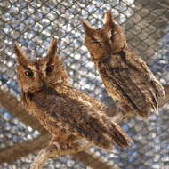 Image of Sunda Scops Owl