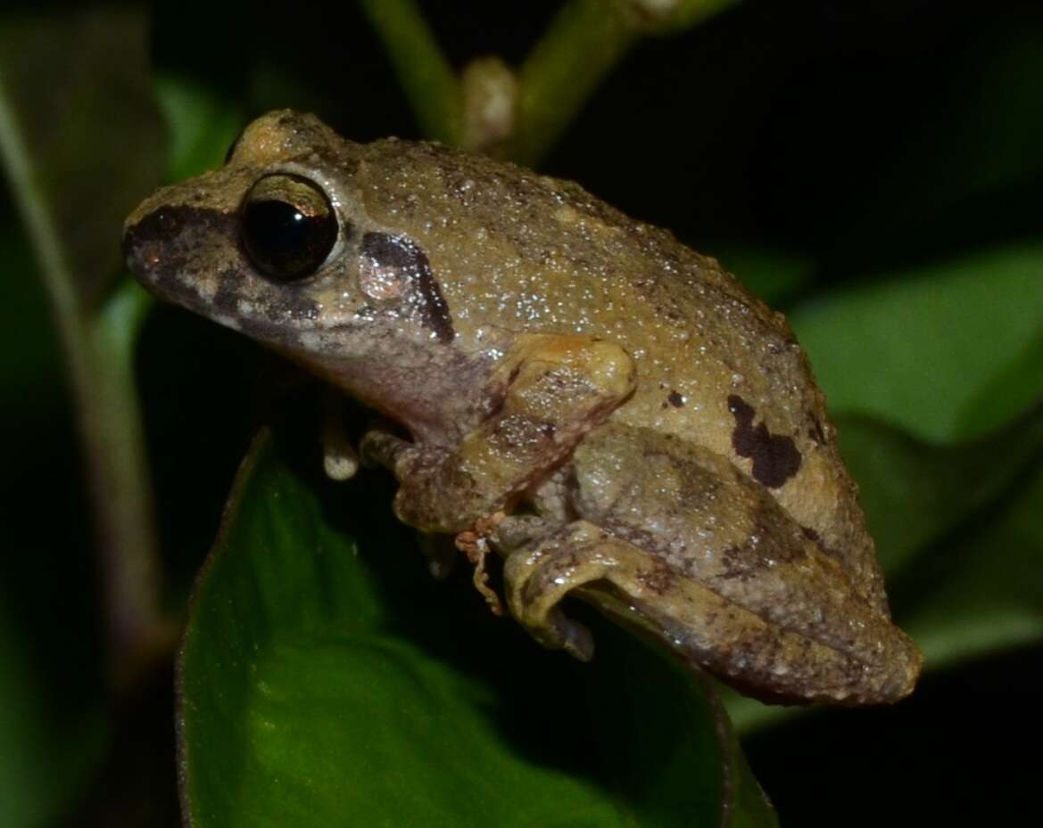 Image of Coonoor Bush Frog