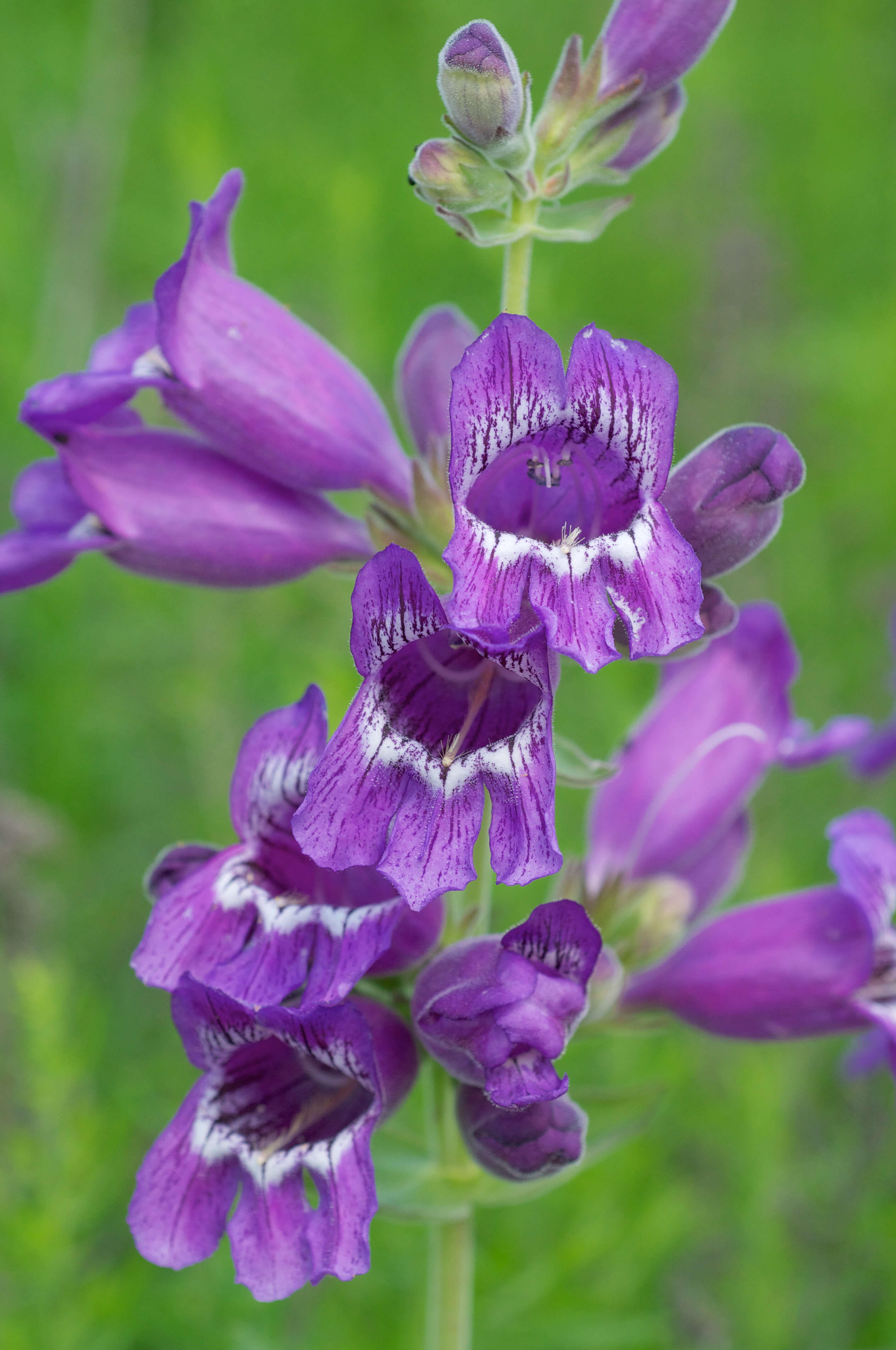 Image of cobaea beardtongue