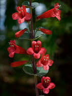 صورة Penstemon murrayanus Hook.