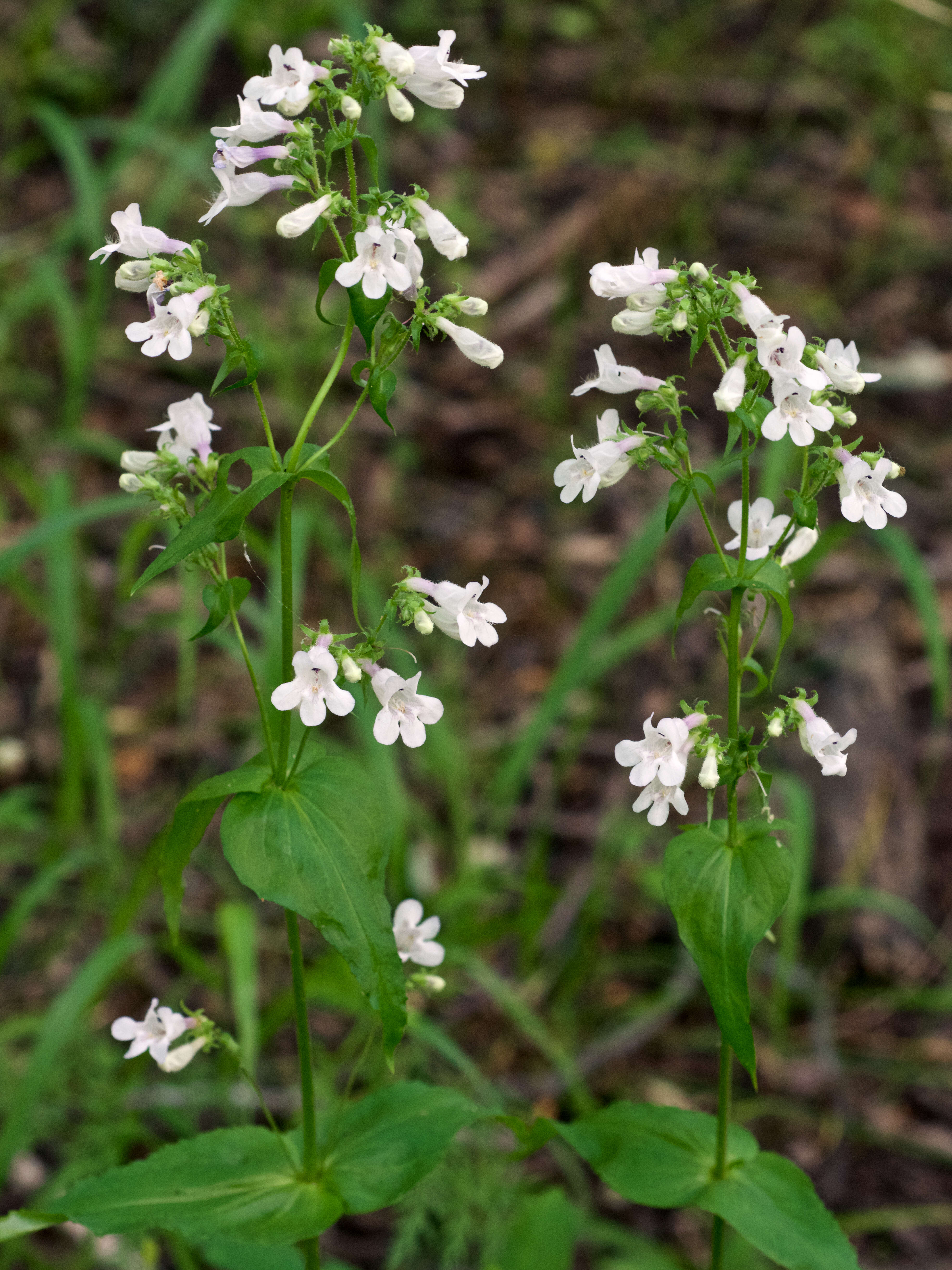 Image of sharpsepal beardtongue