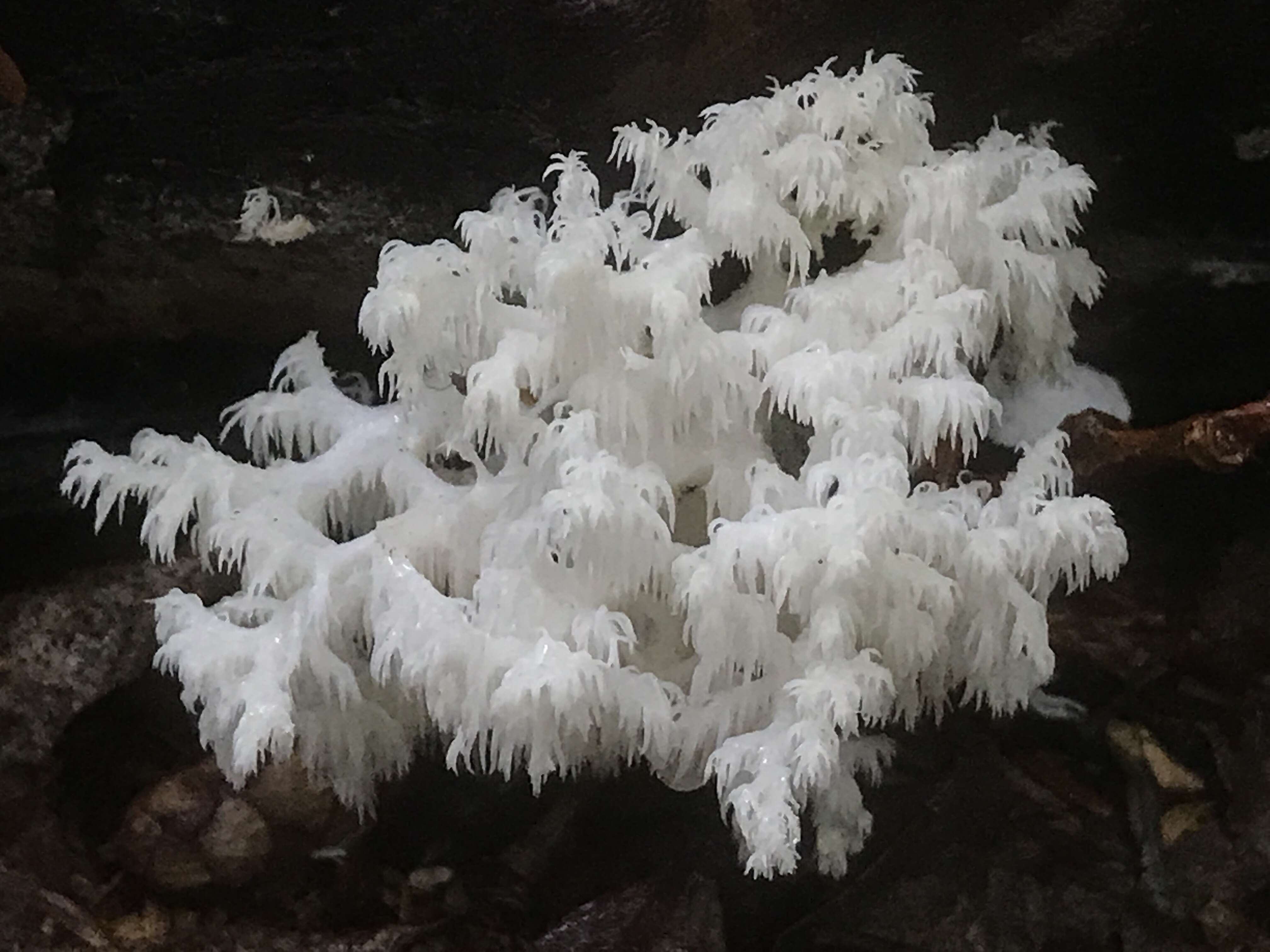 Hericium coralloides (Scop.) Pers. 1794 resmi