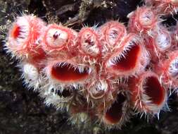 Image of Shaggy Scarlet Cup