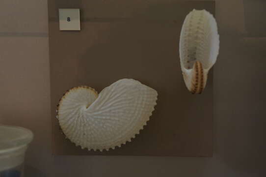 Image of argonauts and paper nautiluses
