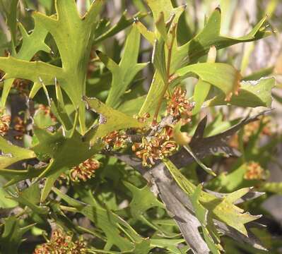 Image of Hakea ceratophylla (Sm.) R. Br.