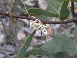 Imagem de Hakea cyclocarpa Lindl.