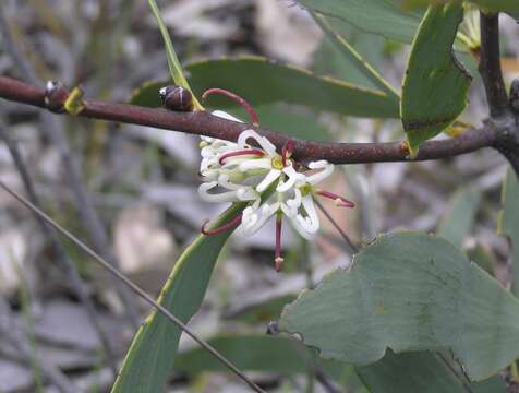 Image of Hakea cyclocarpa Lindl.