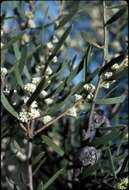 Image of Hakea cygna B. Lamont