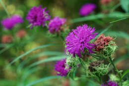 Imagem de Vernonia arkansana DC.