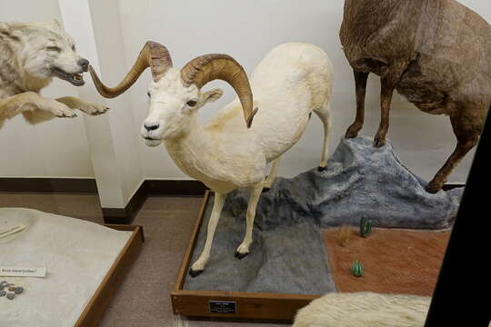 Image of Dall’s Sheep