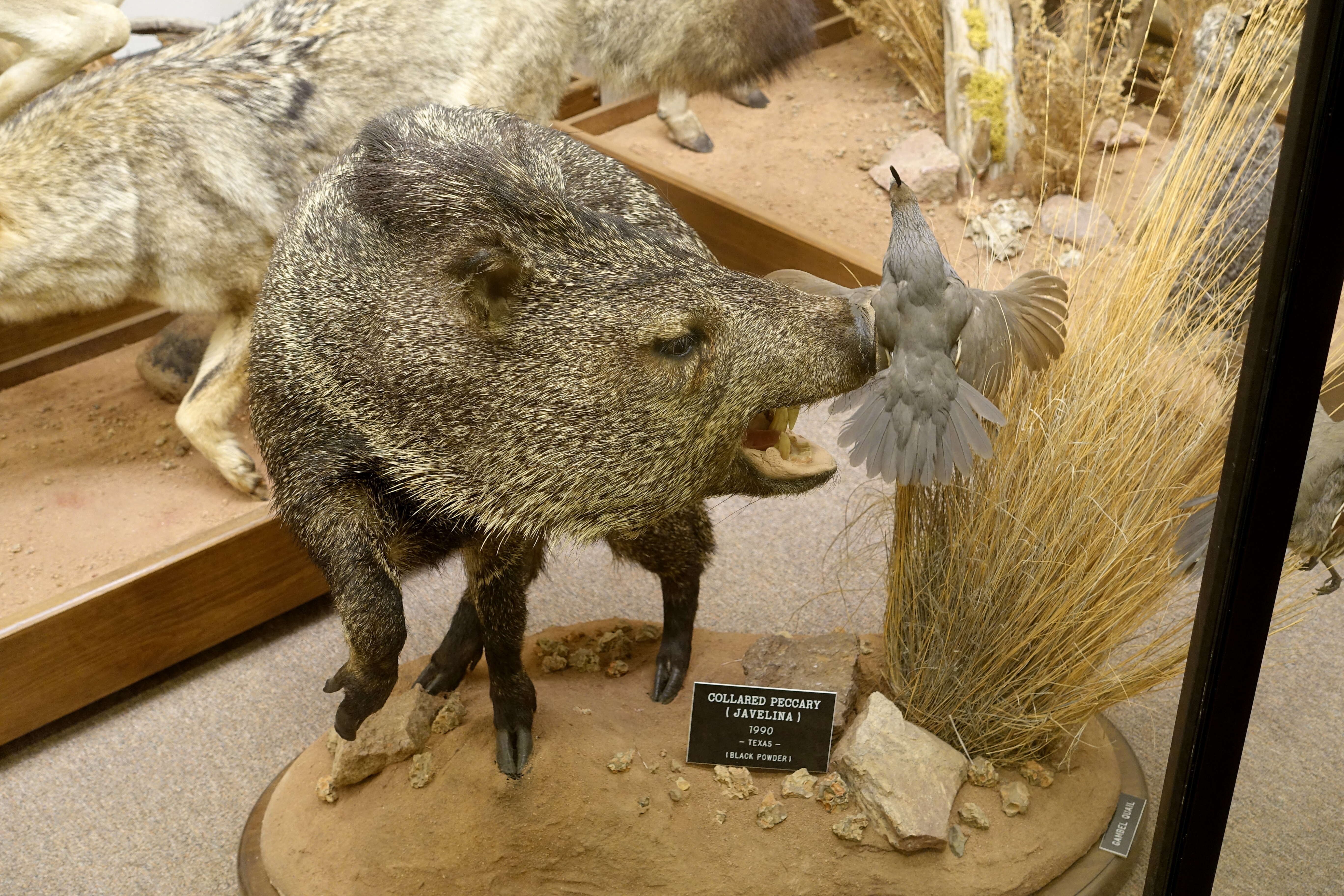 Image of peccaries