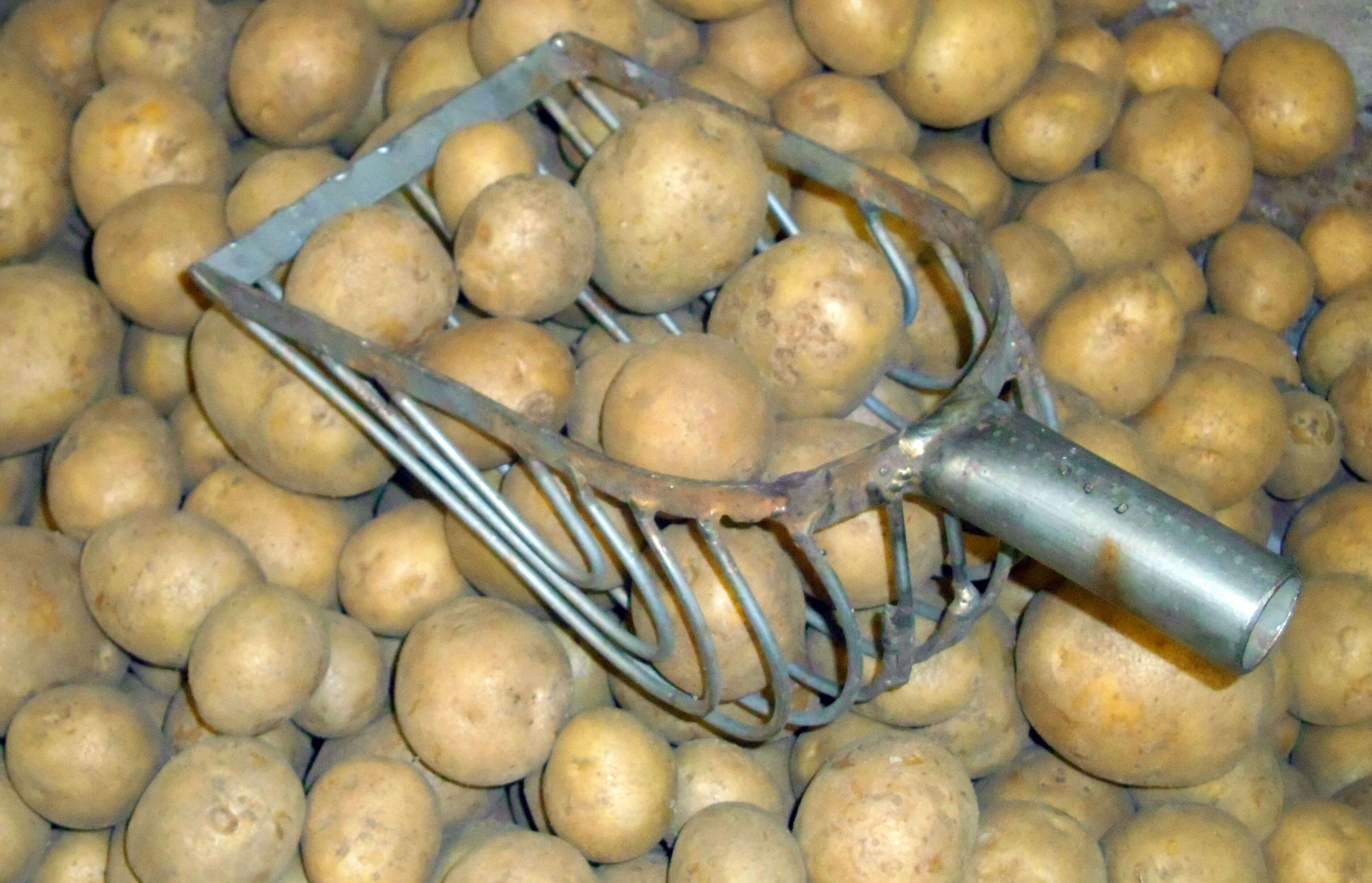 Image de patate