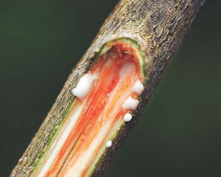 Image of Ficus amplissima Sm.