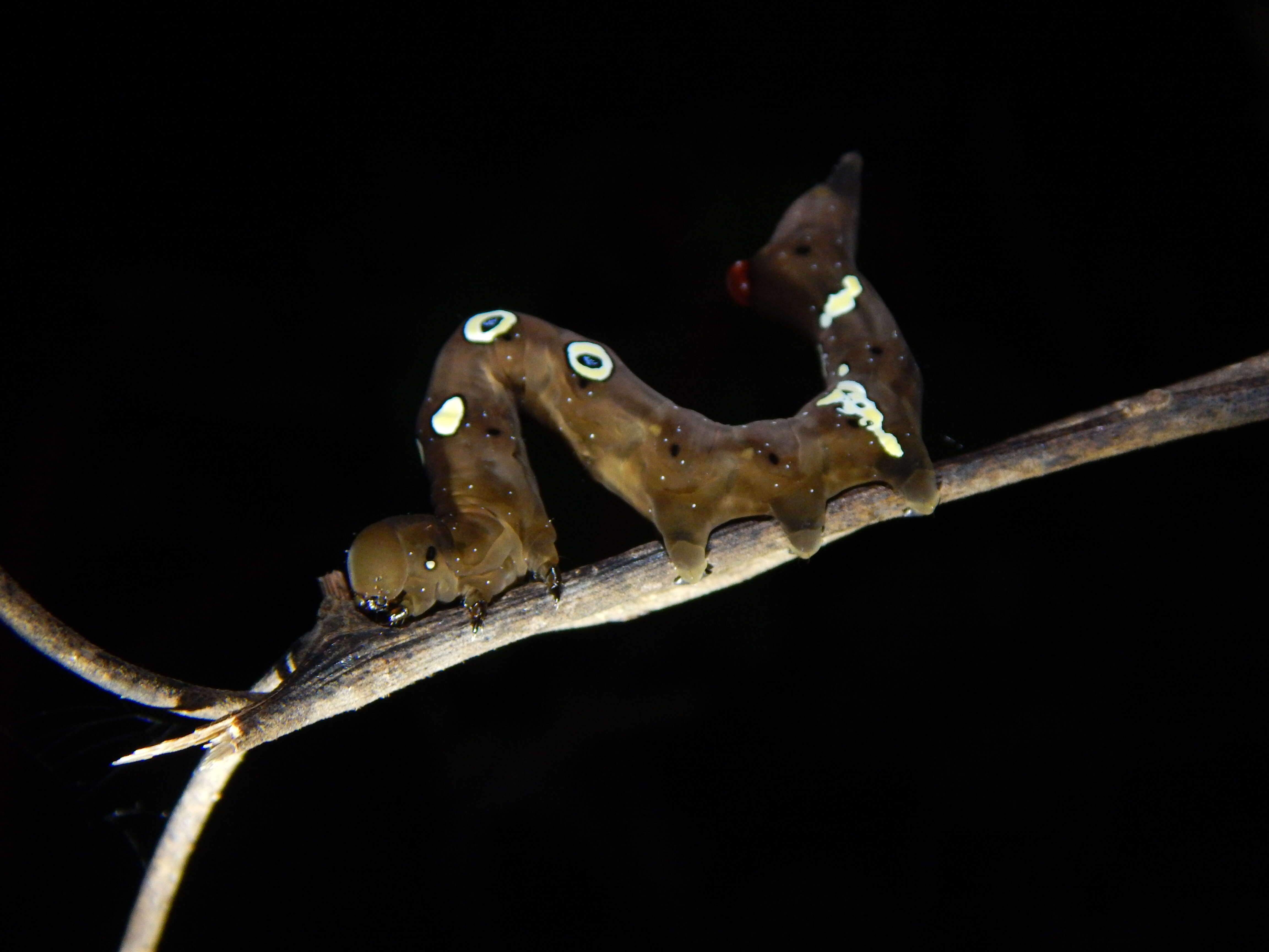 Image of Eudocima phalonia