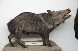 Image of peccaries